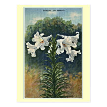 Vintage Bermuda Lilies, Bermuda Postcards