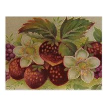 Vintage Berries Postcard