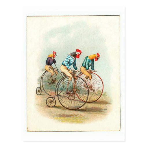 Vintage Bicycle Poster, Pennyfarthing Roosters Postcard