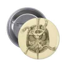 Vintage Biological Turtle Anatomy Pinback Buttons