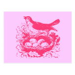 Vintage Bird Eggs & Nest Post Card