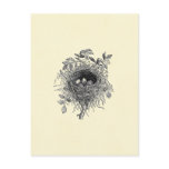 Vintage Bird Nest Illustration Postcard