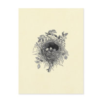 Vintage Bird Nest Illustration Postcard