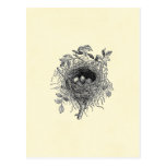 Vintage Bird Nest Illustration Postcard