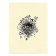 Vintage Bird Nest Illustration Postcard