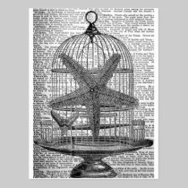 Vintage Birdcase and Starfish postcards