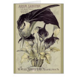 Vintage Black Calla Lillies Greeting Cards