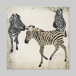 Vintage Black & White Zebra Trio canvas prints