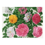 Vintage Blooming Flowers, Spring Garden Roses Postcard