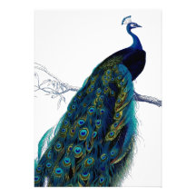 Vintage Blue Elegant Colourful Peacock Invitation