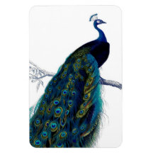 Vintage Blue Elegant Colourful Peacock Flexible Magnets