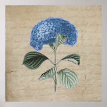 Vintage Blue Hydrangea on Old Paper Posters