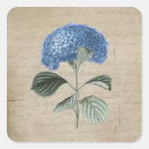 Vintage Blue Hydrangea on Old Paper Round Stickers