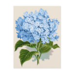 Vintage Blue Hydrangea postcards