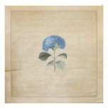 Vintage Blue Hydrangea Wedding Ceremony Invitation