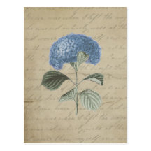 Vintage Blue Hydrangea with Antique Calligraphy Postcard