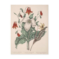 Vintage Botanical Art Postcards