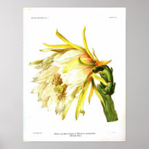 Vintage Botanical Cactus Poster