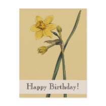 Vintage Botanical Daffodil Happy Birthday Postcard