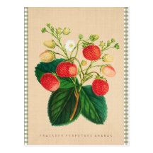 Vintage Botanical - Fraisier Perpetual Ananas Postcard