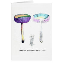 Vintage Botanical Mushrooms Cards