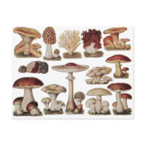 Vintage Botanical Mushrooms Postcards