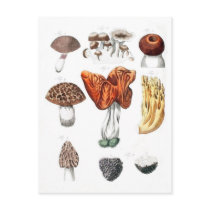 Vintage Botanical Mushrooms Post Card