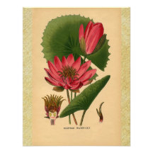 Vintage Botanical Print Pink Water Lily Lotus Announcements