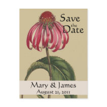 Vintage Botanicals Coneflower Save the Date Postcard