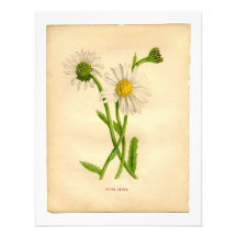 Vintage Botanicals Illustrations Custom Invite