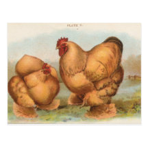 Vintage "Buff Cochin Chickens" Postcard
