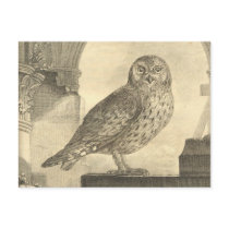 Vintage Buffon Scops Owl Postcard