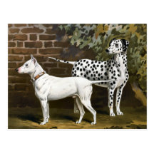 Vintage Bull Terrier and Dalmatian dog art Postcards