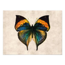 Vintage Butterfly Illustration 1800's Butterflies Photo