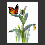Vintage Butterfly Postcard postcards