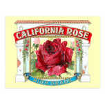 Vintage California Rose Floral Postcard
