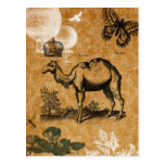 Vintage Camel Postcard