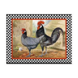 Vintage Chicken Rooster Post Cards