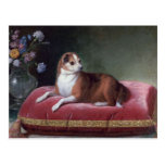 Vintage Chihuahua Portrait Post Cards