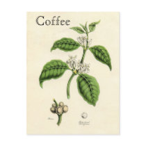 Vintage Coffee Plant Postcards