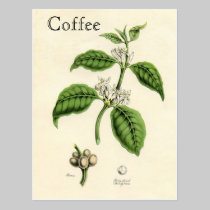 Vintage Coffee Plant postcards