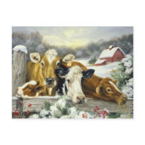 Vintage Cow Image Post Card