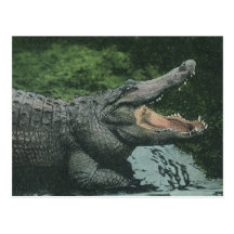 Vintage Crocodile, Marine Animal Life Reptile Post Cards