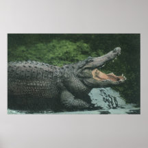 Vintage Crocodile, Marine Animal Life Reptile Poster