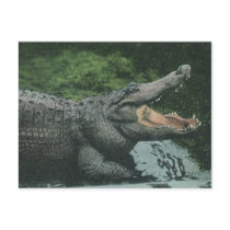 Vintage Crocodile Post Cards
