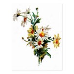 *Vintage Daisy* Flower Art Post Cards