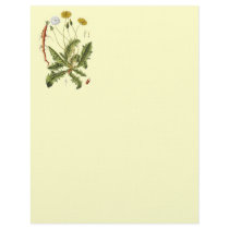 Vintage Dandelion Illustration