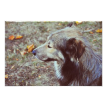 Vintage dog art photo