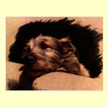 Vintage Dog Waiting for Master postcards
