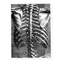 Vintage drawing of a spine and ribcage post card